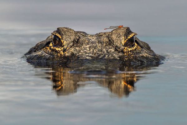 Jones, Adam 아티스트의 American alligator from eye level with water-Myakka River State Park-Florida작품입니다.